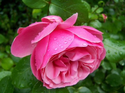 Rožinė Rožė, Rose Esőcseppes, Sodas