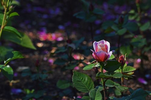 Rožinė Rožė, Chicago Botanikos Sodai, Gėlės, Gamta, Rožinis, Spalva