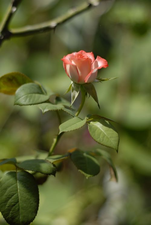 Rožinė Rožė, Gėlės, Regioninis