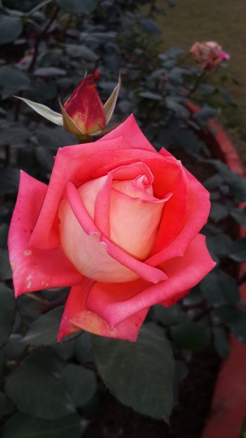 Rožinė Rožė, Gamtos Grožis, Gėlė, Gamta, Meilė, Romantika, Romantiškas