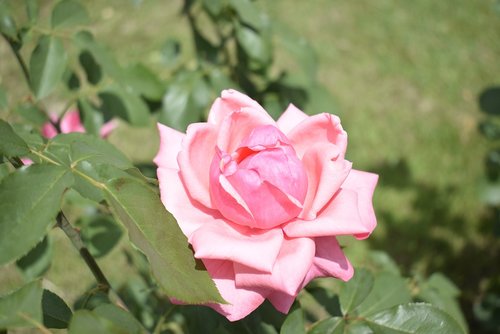 Rožinė Rožė,  Žaliame Fone,  Išaugo,  Žiedlapiai,  Gėlė,  Žali Lapai