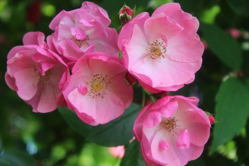Rožinė Rožė,  Gėlė,  Išaugo,  Rožinis,  Padidėjo Žydėti,  Gamta