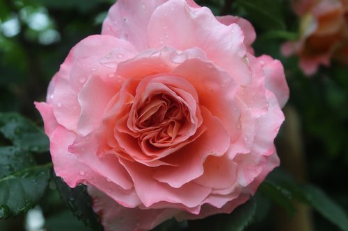 Rožinė Rožė,  Atogrąžų Lietaus,  Šlapias Rose,  Užpildytas Išaugo,  Atvira Rose,  Romantiškas,  Floribunda,  Rožė