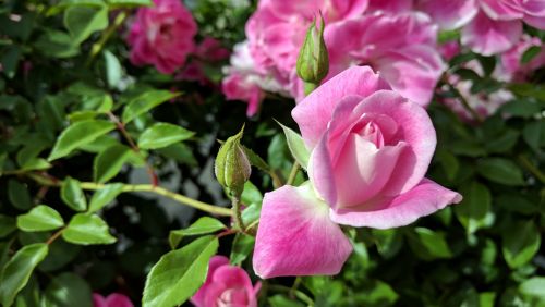 Rosebud,  Rožė,  Rožinis,  Rožės,  Rožių Gėlių,  Gėlė,  Gėlės,  Pavasaris,  Rožinis Rožių Pumpuras