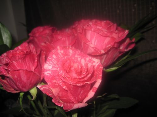 Rožinis,  Modelis,  Rožė,  Gėlė,  Taika,  Viltis,  Meilė,  Sveik,  Pasiilgau Tavęs,  Džiaugsmas,  Romantiškas,  Rožinės Rožės Žiedlapių Gėlių Žiedai