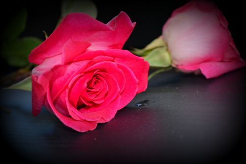 Rožės,  Gėlės,  Rožinis,  Romantiškas,  Meilė,  Dovanos,  Gražus,  Rožinės Rožės