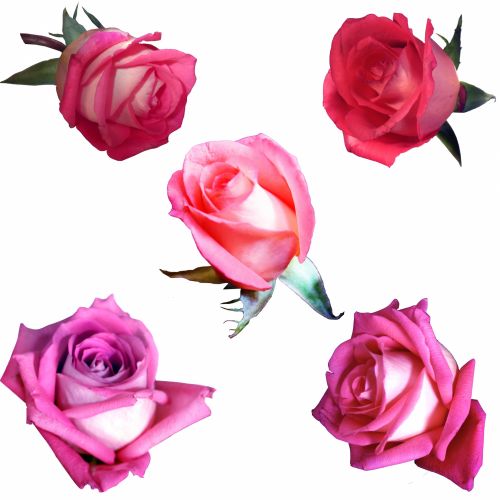 Rožė,  Rožinis,  Raudona,  Gėlė,  Gamta,  Minkštas,  Žiedlapiai,  Meilė,  Rožinės Rožės 2