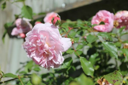 Rožinės Rožės, Rožių Krūmas, Pavasaris