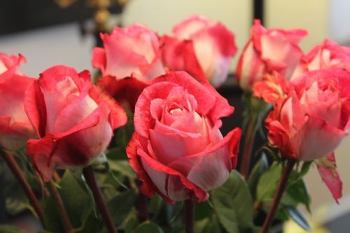 Rožinės Rožės, Rožės, Gėlės