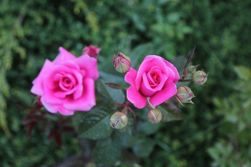 Rausvos Rožės,  Gėlė,  Pobūdį,  Augalų,  Žydi