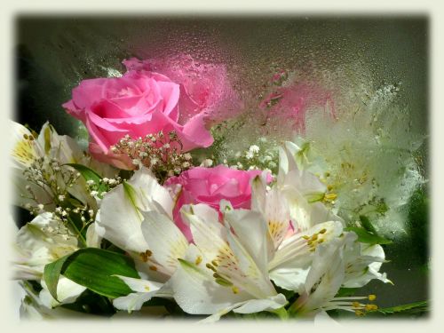 Rožinės Rožės, Alstroemija, Princesė Lelija, Apmąstymai, Vandens Lašai, Puokštė