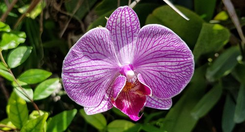 Rožinė Raibas Phalaenopsis Orchidėja,  Orchidėjų,  Šviesus,  Spalvinga,  Rožinis,  Raudona,  Žydi