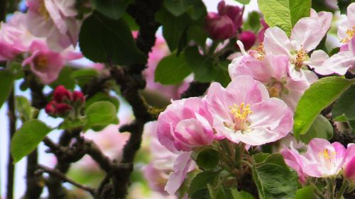 Rožinis Pavasaris, Gėlės, Rožinis, Pavasario Diena, Pink April, Pavasaris, Žiedas, Gamta
