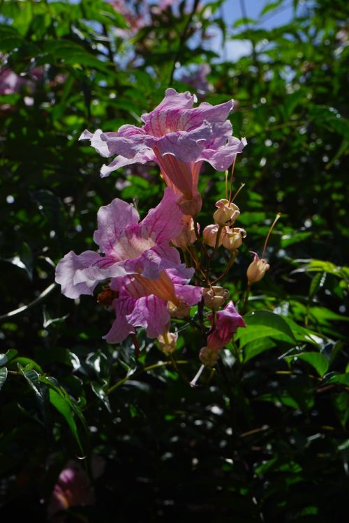 Rožinė Vamzdis Iš Vamzdžio, Gėlė, Žiedas, Žydėti, Rožinis, Krūmas, Podranea Ricasoliana, Far Maw-Bignonie, Bignonie, Bignoniaceae Augalai, Bignoniaceae