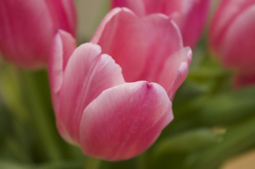 Rožinės Tulpės, Gėlė, Tulpė, Fonas, Gėlės, Holland, Nyderlandai, Sodai