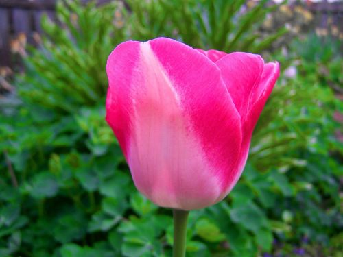 Rožinės Tulpės, Pavasario Gėlė, Sodas