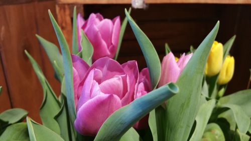 Tulpės,  Rožinis,  Gėlė,  Velykos,  Motinos Dienos & Nbsp,  Rožinės Tulpės