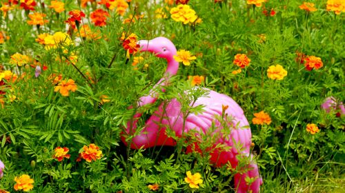 Rožinis,  Kiemas,  Flamingo,  Oranžinė,  Gėlės,  Rožinė Kiemas Flamingo
