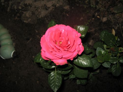 Rožė,  Gėlė,  Rausvos Rožės