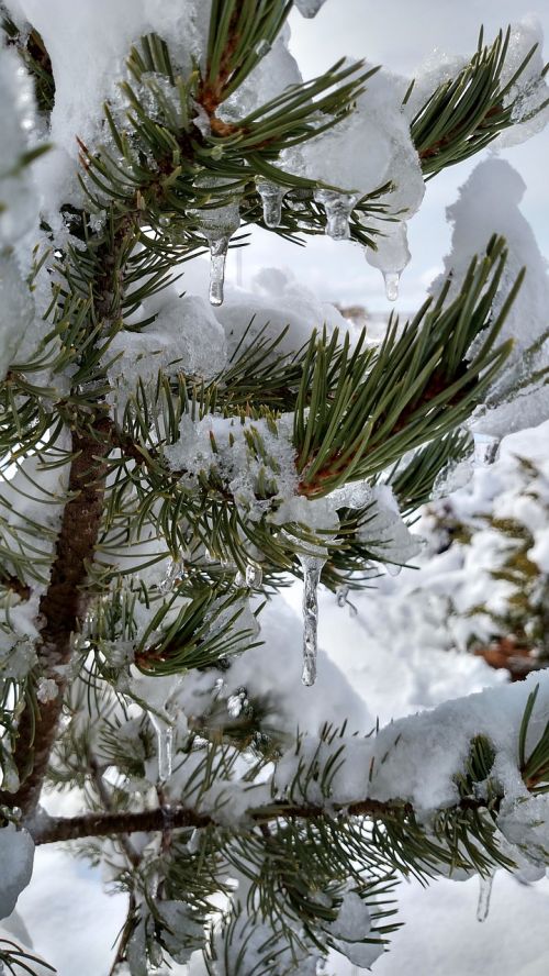 Pinus Edulis, Pin, Visžalis, Medis, Sniegas, Žiema, Varveklių