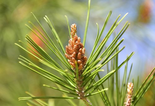 Pinus,  Siuvimo Adata,  Medis,  Amžinai Žaliuojantis Augalas