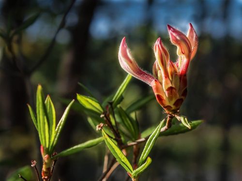 Pinksterio Gėlė, Laukinės Azalijos, Rododendron Periclymenoides, Rožinė Azalija, Wildflower, Pavasaris