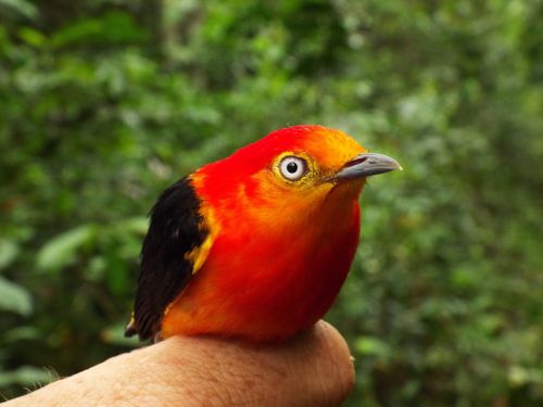 Pipra, Paukščiai, Uirapuru, Brazilija, Tocantins, Gyvūnai, Amazon, Brazilijos Paukščiai