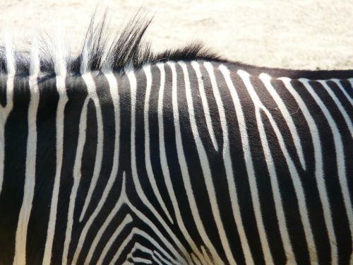 Lygumos Zebra, Zebra, Perisodactyla, Gyvūnas, Afrika, Stepė, Dryžuotas, Juoda, Balta, Juoda Ir Balta, Modelis, Juostelės, Zoologijos Sodas
