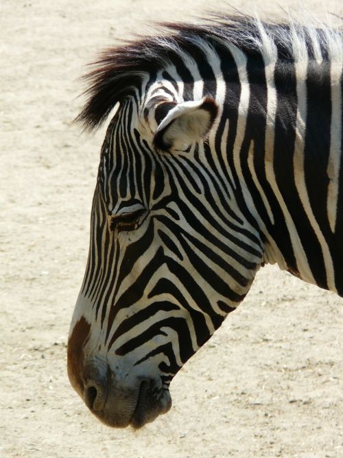 Lygumos Zebra, Zebra, Perisodactyla, Gyvūnas, Afrika, Stepė, Dryžuotas, Juoda, Balta, Juoda Ir Balta, Galva, Profilis, Ausys, Akys, Nosis, Burna, Pavargęs