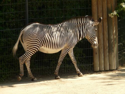 Lygumos Zebra, Zebra, Perisodactyla, Gyvūnas, Afrika, Stepė, Dryžuotas, Juoda, Balta, Juoda Ir Balta, Kirvis, Zoologijos Sodas