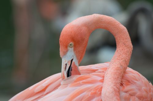 Flamingo,  Gyvūnas,  Gamta,  Rožinis,  Vasara,  Plunksnos,  Vanduo,  Portretas,  Naktis,  Flamingo