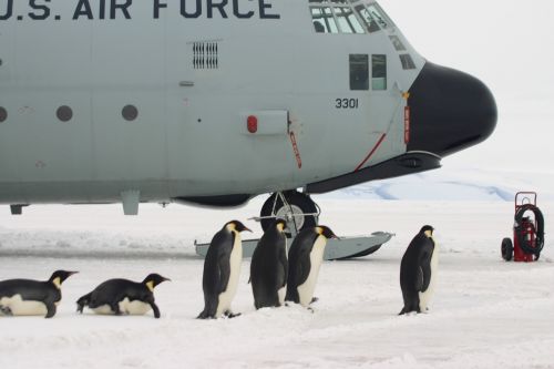 Lėktuvas, Pingvinas, Įlaipinimas, Antarctica, Imperatorius, Sniegas, Ledas