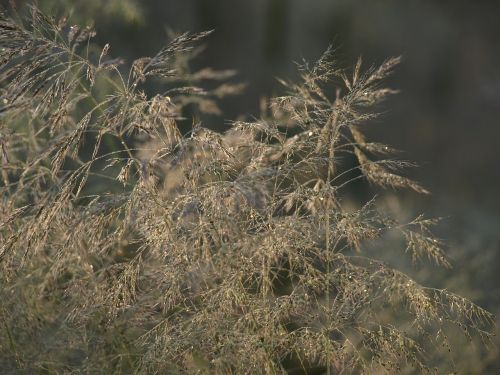 Žolė, Deschampsia Flexuosa, Gamta, Bronza