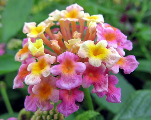 Augalas, Gėlė, Lantana, Verbena, Rožinis, Vasara