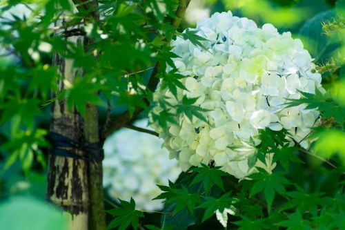 Hortenzija, Augalas, Japonija, Gėlės, Lietaus Sezonas, Balta, Natūralus, Žalias