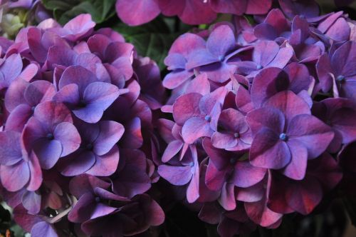 Hortenzija, Augalas, Violetinė, Gėlė, Žiedlapiai, Žydėjimas, Gamta, Brittany, Purpurinės Gėlės, Botanika, Flora, Violetinės Žiedlapys
