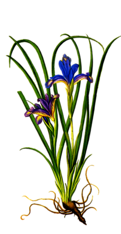 Augalas, Iris, Violetinė, Gėlė, Gėlių, Šaknys, Botanikos, Gamta, Žydėti, Sodas, Žiedas, Purpurinė Gėlė, Žalias, Vanduo, Žydi, Natūralus, Pavasaris, Žiedlapis, Šviežias, Lapai, Spalva, Aromatingas