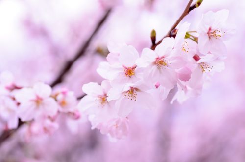 Augalas, Pavasaris, Gėlės, Japonija, Rožinis, Natūralus, Vyšnia, Žiedlapis, Minkštumas, Kraštovaizdis, Žydėjimas, Pastelė, Iš Arti, Japonijos Kultūra