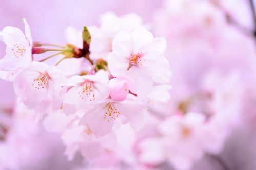 Augalas, Pavasaris, Gėlės, Japonija, Rožinis, Natūralus, Vyšnia, Žiedlapis, Minkštumas, Kraštovaizdis, Žydėjimas, Pastelė, Iš Arti, Japonijos Kultūra