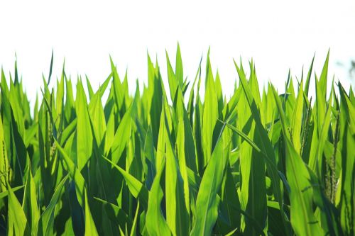 Augalas, Žalias, Lapai, Kukurūzai, Kukurūzų Laukas, Pašariniai Kukurūzai, Kukurūzų Lapai, Kukurūzų Auginimas