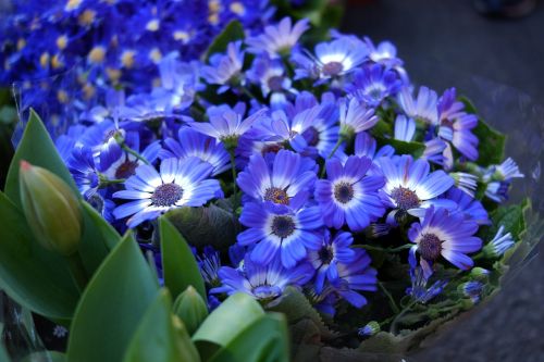 Augalas, Gėlė, Cineraria, Mėlynos Gėlės
