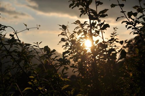 Augalas, Saulėlydis, Šešėlis, Saulė, Abendstimmung, Krūmas