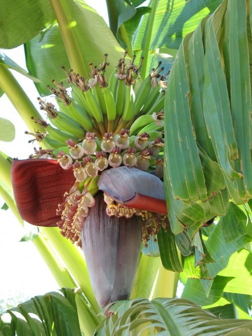 Augalas, Bananas, Bananinis Krūmas, Žalias, Maistas, Bananų Medis, Lapai, Bananai