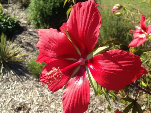 Augalas, Gėlė, Žydėti, Hibiscus Coccineus, Texas Žvaigždžių Hibiscus, Raudona