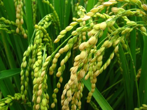 Augalas, Ryžiai, Ryžiai Ir Kukurūzai, Komandų Rinkinys