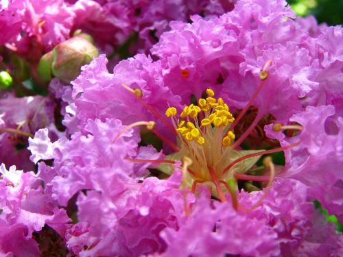 Coleus Forskohlii, Augalas, Violetinė, Bignoniaceae, Gėlė, 繽 繽, Išjunk