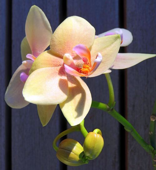 Augalas, Orchidėja, Phalaenopsis, Drugelis Orchidėja, Egzotiška Gėlė, Gėlė Su Pumpurais, Uždaryti, Gražios Spalvos, Geltoni Išoriniai Lapai, Violetinė Rožinė, Violetinė, Oranžinė
