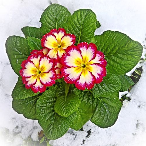 Augalas, Primozė, Kiaulytė, Primula, Sniege, Pirmoji Frühlingsbote, Raudonos Baltos Gėlės, Tvirtas, Gražus