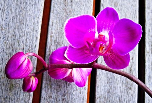Augalas, Orchidėja, Phalaenopsis, Drugelis Orchidėja, Egzotiška Gėlė, Gėlė Su Pumpurais, Uždaryti, Spalva, Violetinė Rožinė, Ryškios Gėlės Už Kraštų, Gražus, Apdaila
