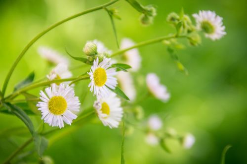 Augalas, Gėlė, Makro, Augalai, Gamta, Gėlės, Vasara, Pieva, Žalias, Natūralus, Sodas, Balta, Žydėjimas, Balta Gėlė, Gražus, Daisy